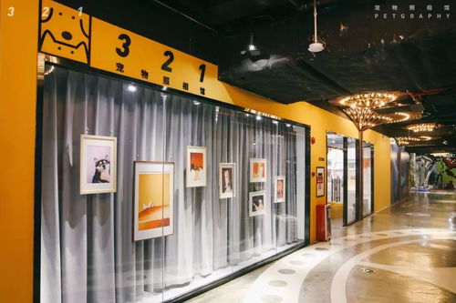 疫情中，一個寵物照相館老板的心路歷程